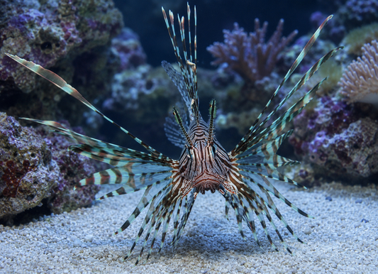 Lionfish  (Pterois Volitans)