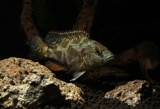 Livingstoni Cichlid