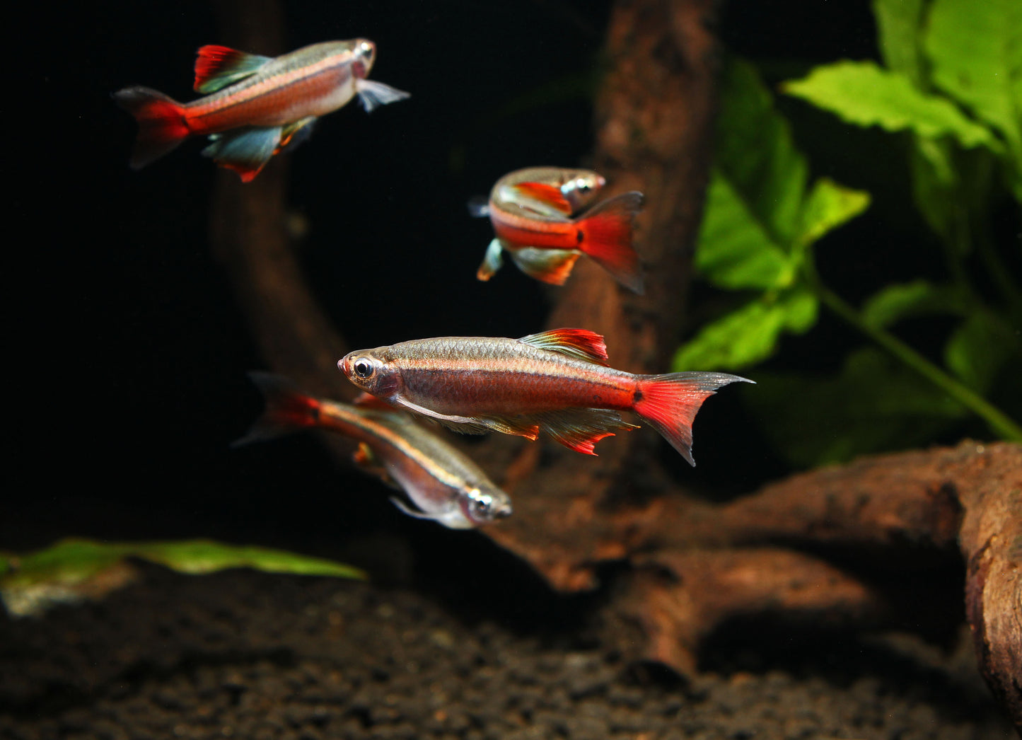 Long Fin White Cloud