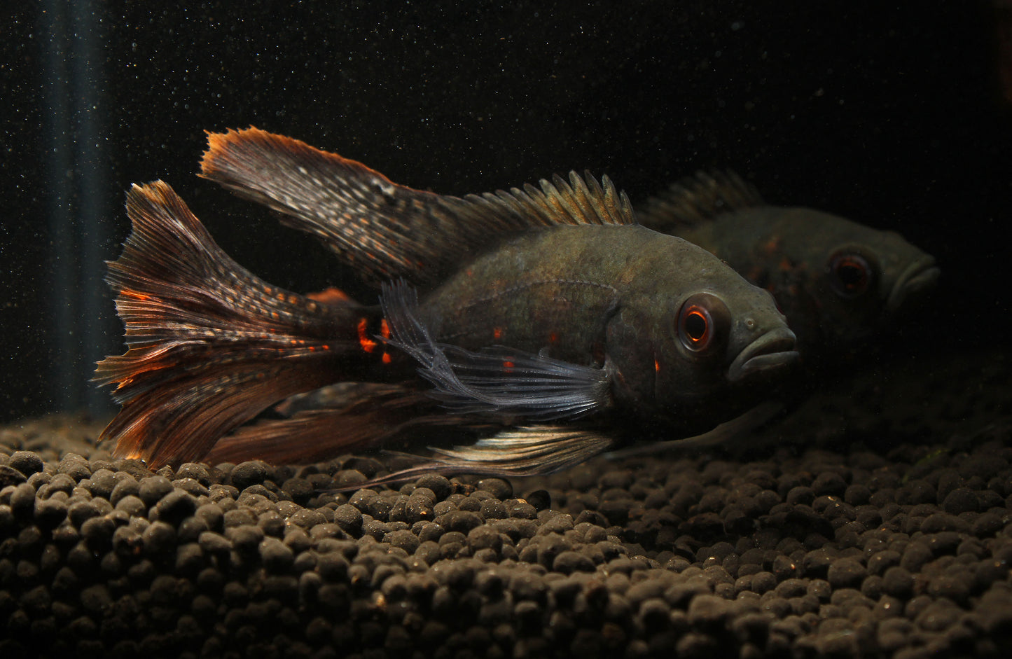 Longfin Oscar Cichlid