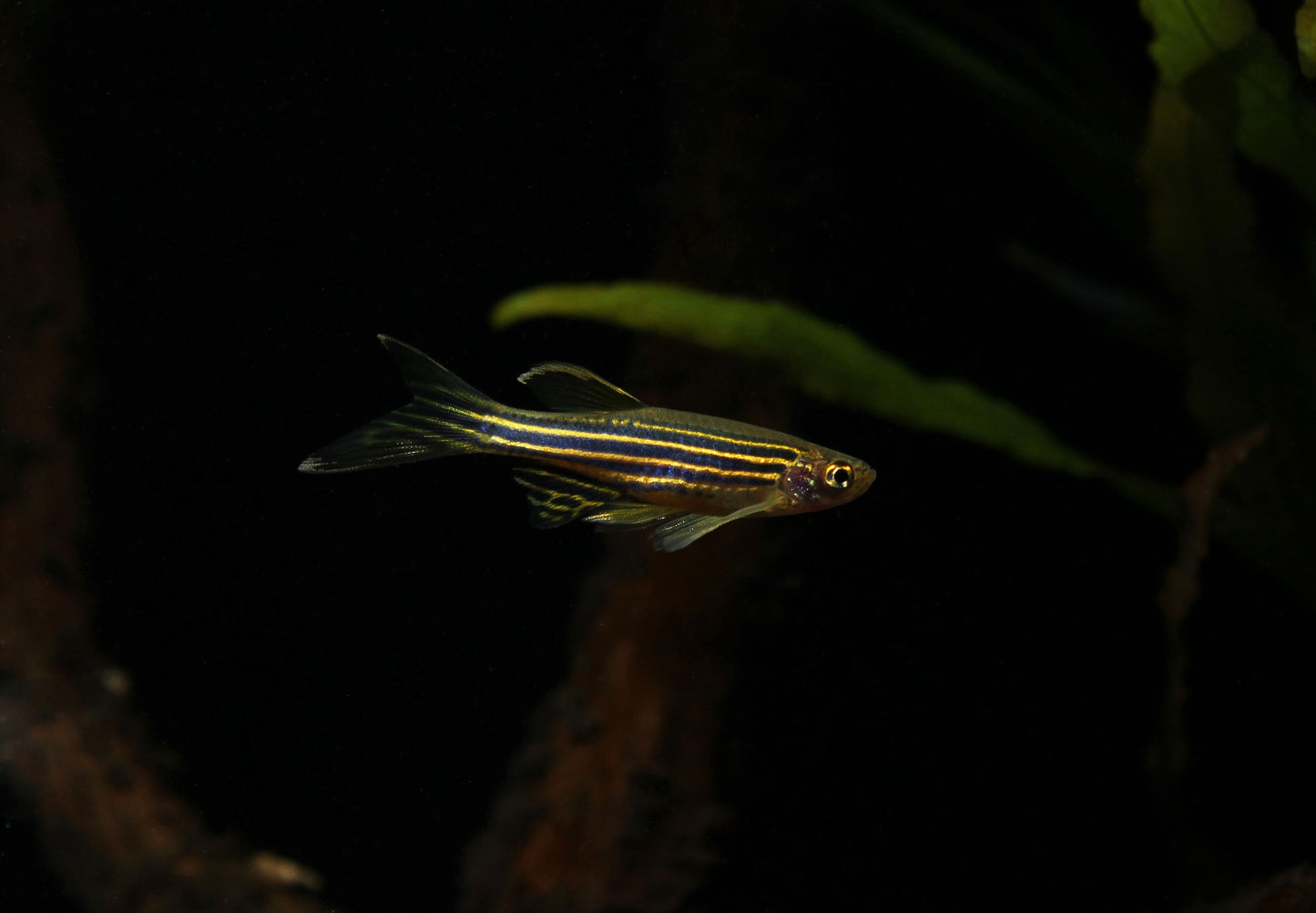 Long Fin Zebra Danio