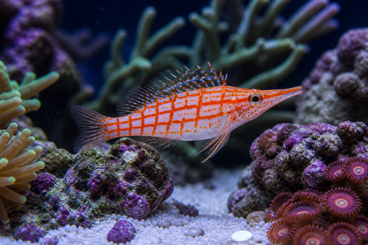 Longnose Hawkfish