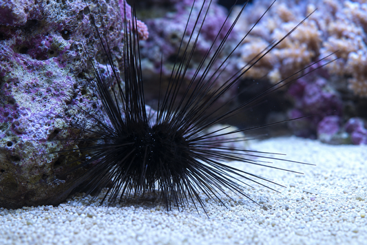 Longspine Urchin