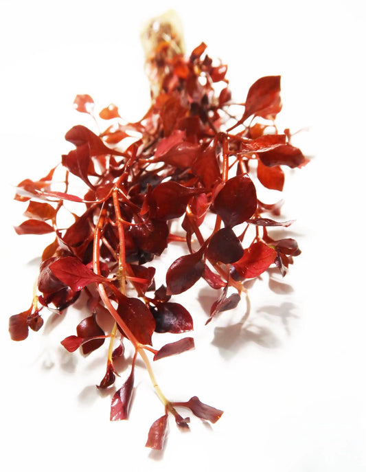 Ludwigia Palustris "Triple Red"