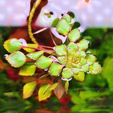 Small green plant with water droplets on leaves, possibly in an aquarium setting.