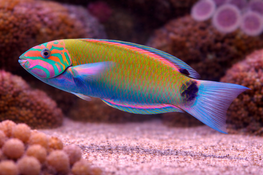 Lunare Wrasse