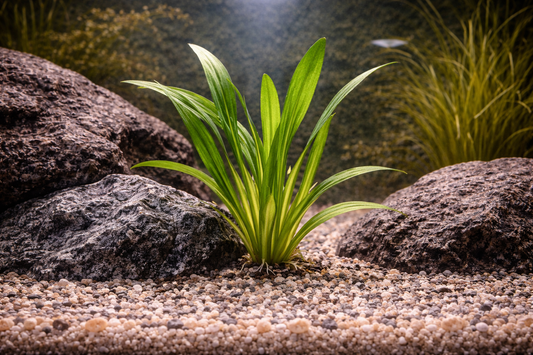 Dwarf Sagittaria Aquatic Plant