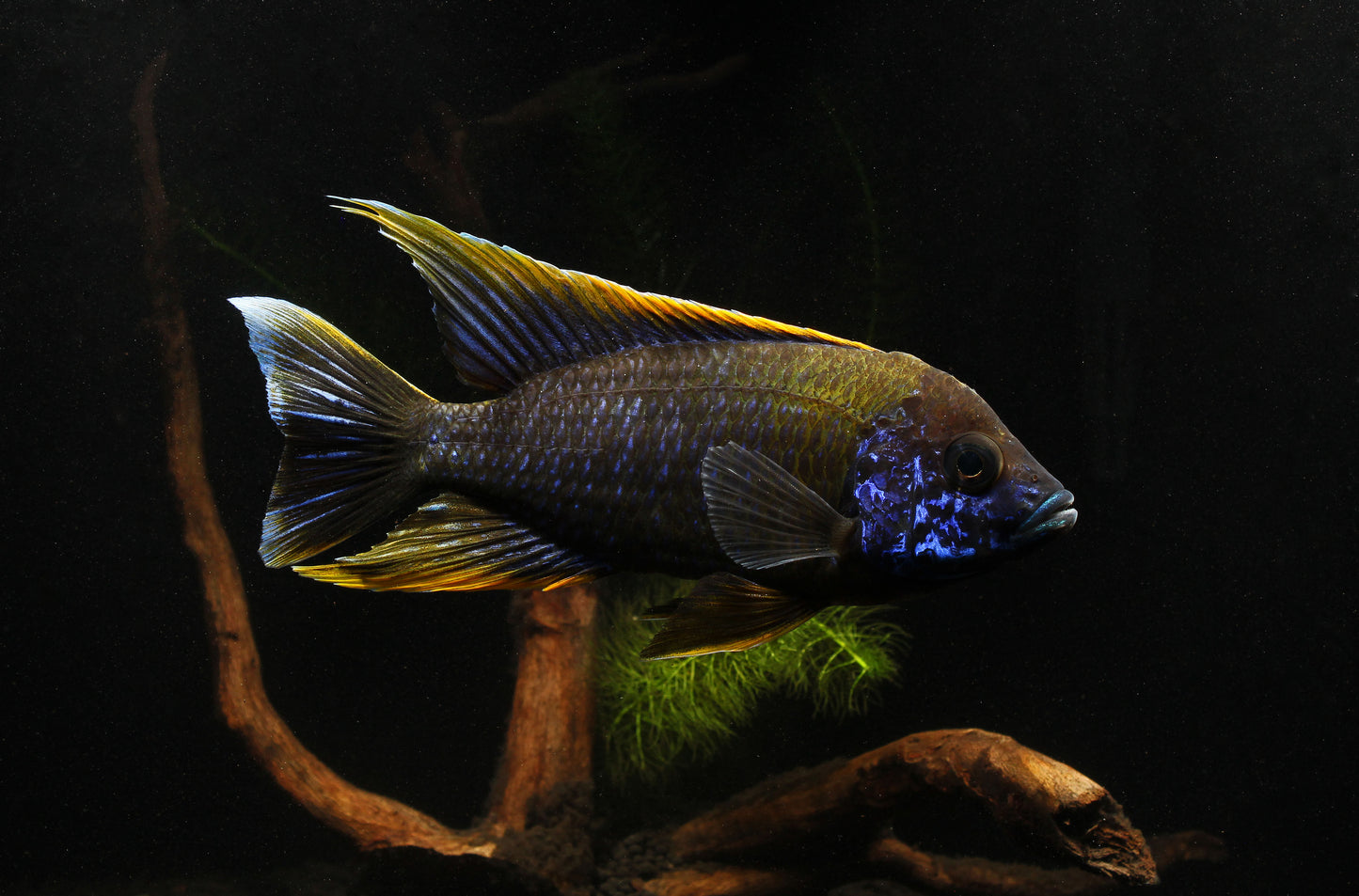 Lwanda Peacock Cichlid