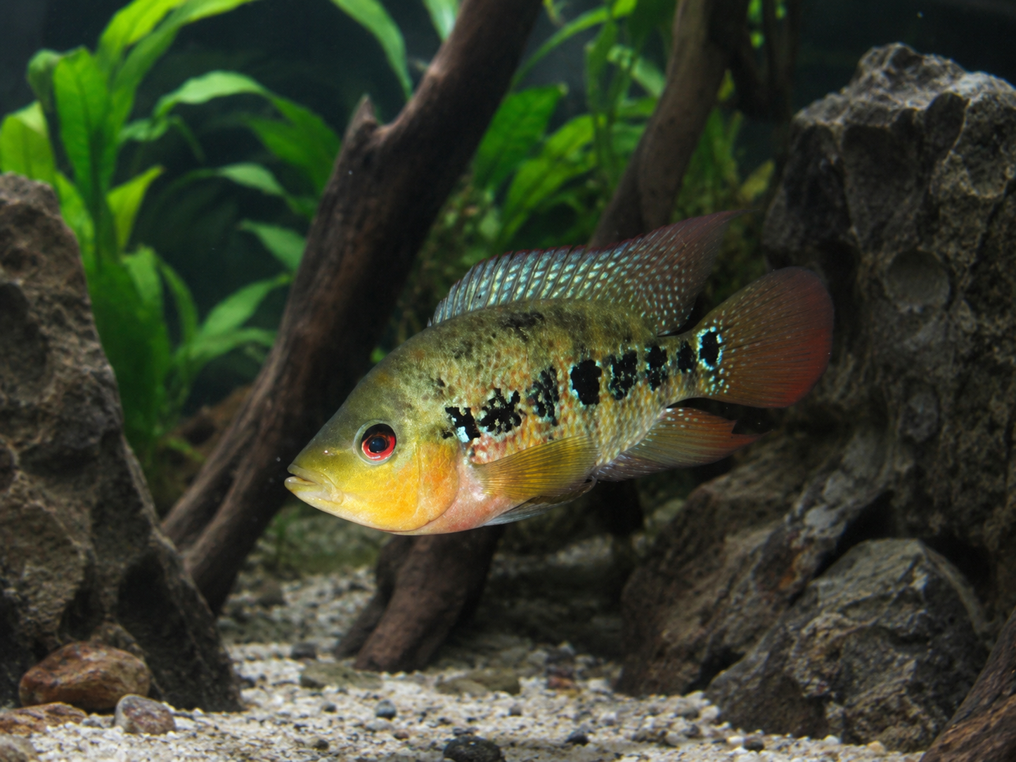 A live African dwarf fish, likely a Melanotaenia species, swimming in a planted aquarium setup with driftwood, rocks, and gravel substrate.
