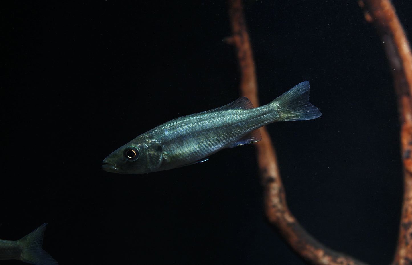 Malawi Barracuda Cichlid