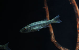 Malawi Barracuda