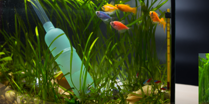 Mandarin FL aquarium service