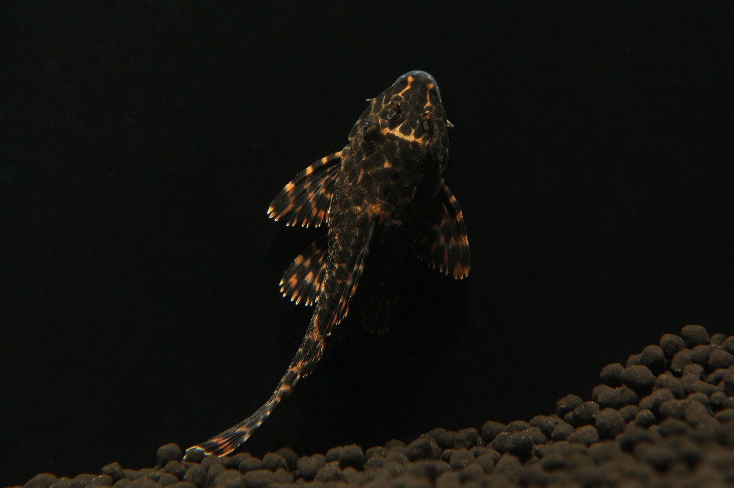 Sailfin Plecostomus - Marble