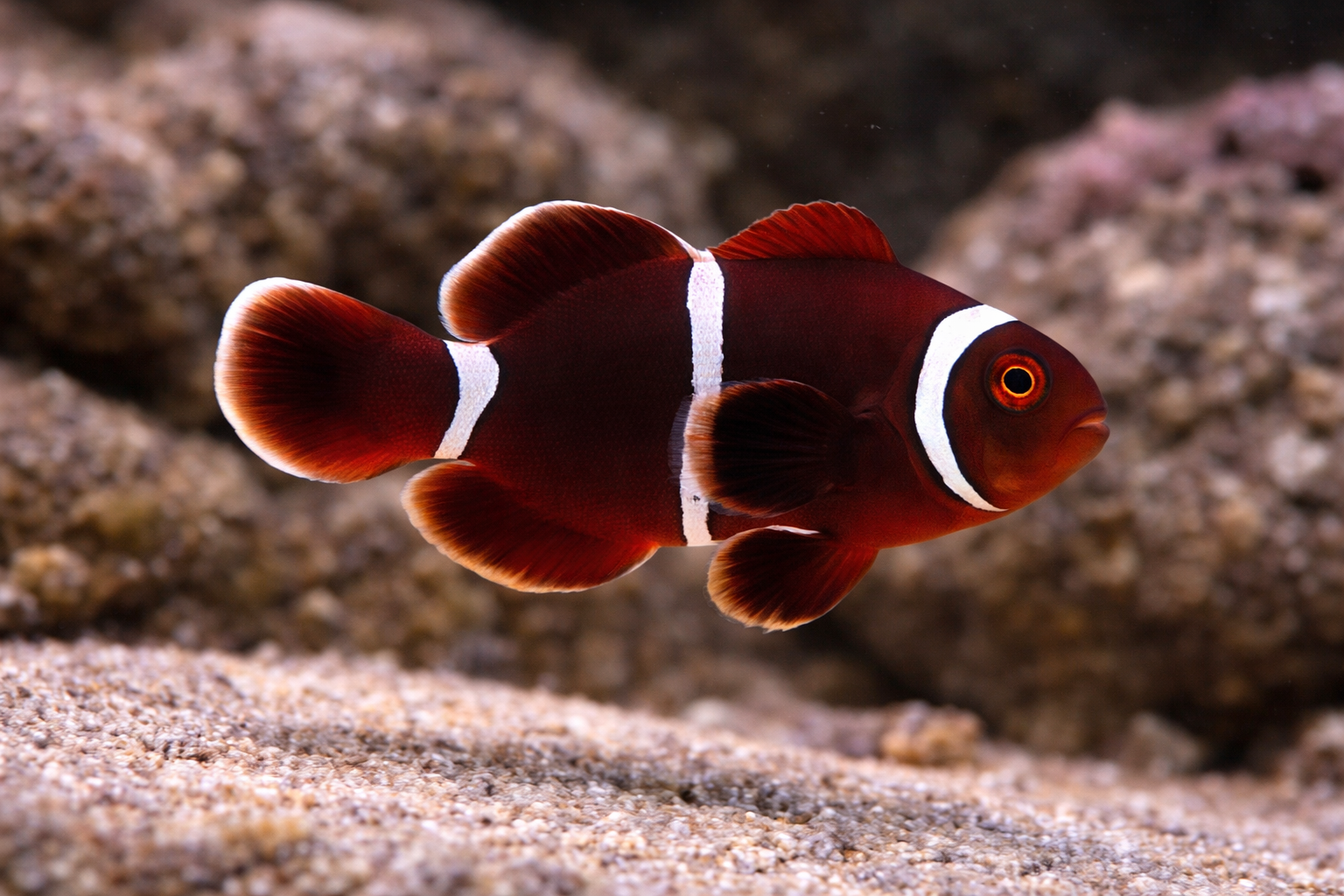Maroon Clownfish