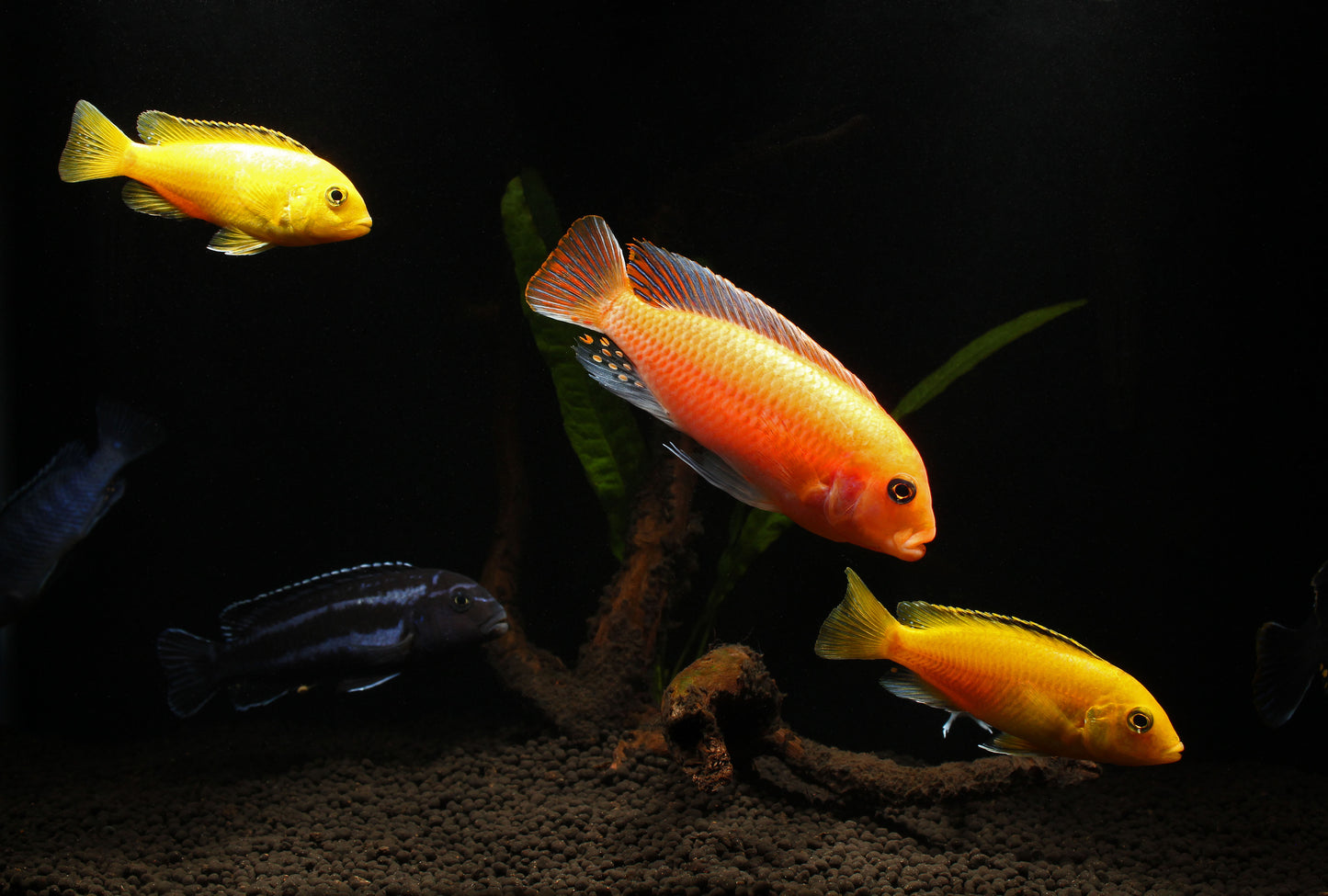 Large Assorted Mbuna Cichlid