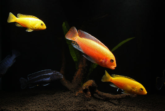 Baby Assorted Mbuna Cichlid