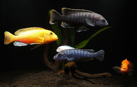 Large Assorted Mbuna Cichlid