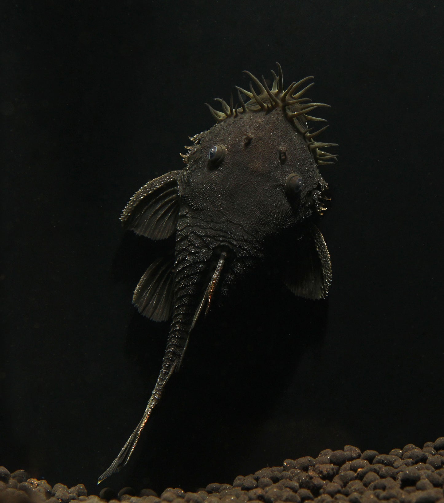 Medusa Plecostomus L 34