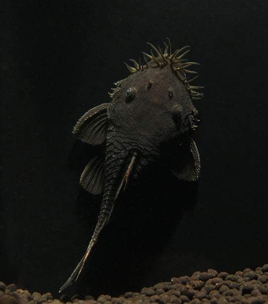 Medusa Plecostomus L 34