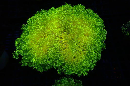 A bright neon green coral-like textured object centered on a black background.