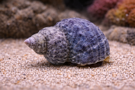 Mexican Turbo Snail