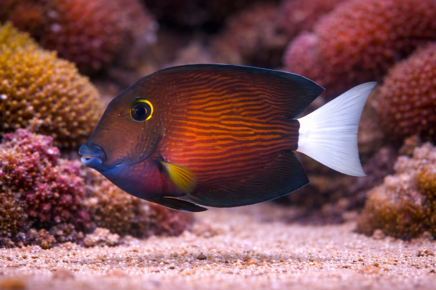 White Tail Tang