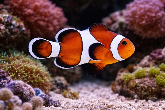 Mocha Ocellaris Clownfish