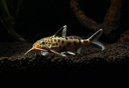 Multipunctatus Synodontis Catfish