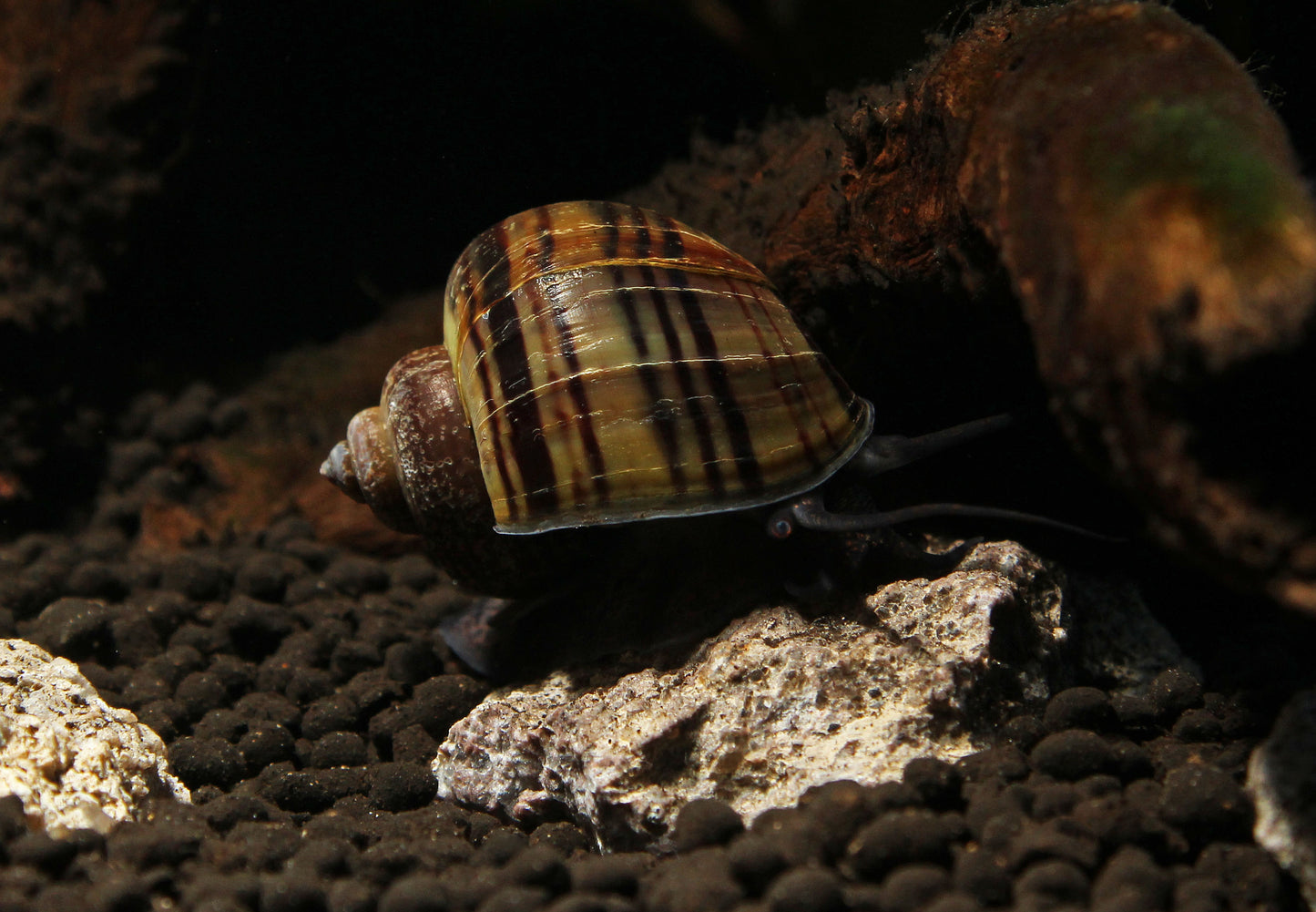 Mystery Snail