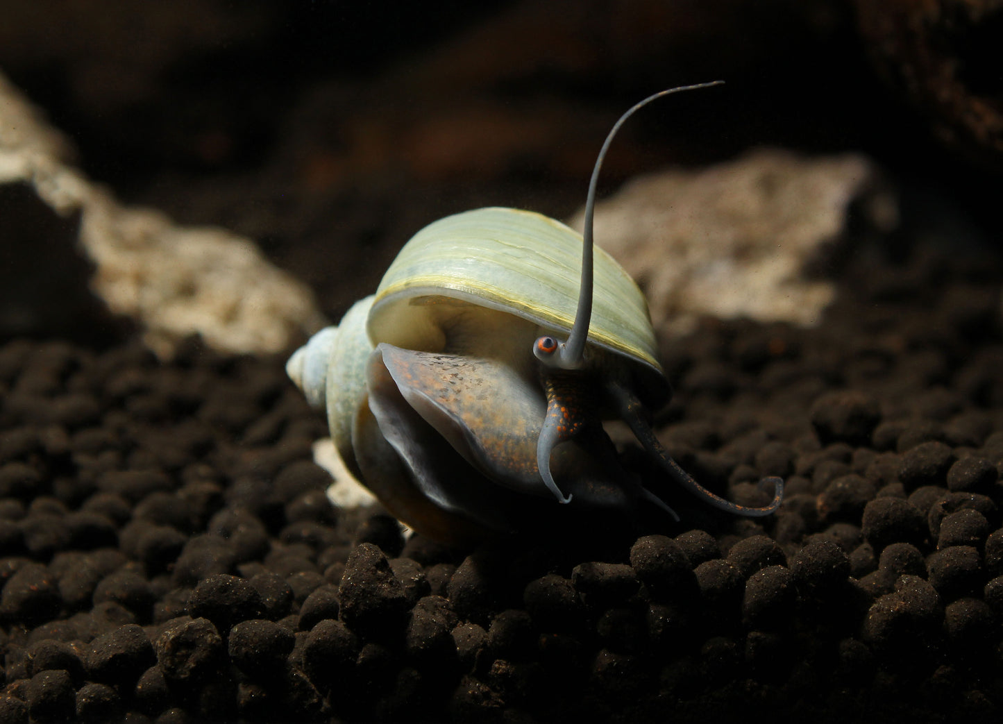 Mystery Snail