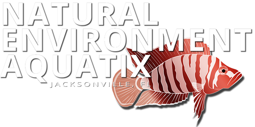 Online Aquarium Fish Store Natural Environmental Aquatix Natural Environment Aquatix