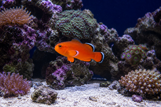 Naked Clownfish