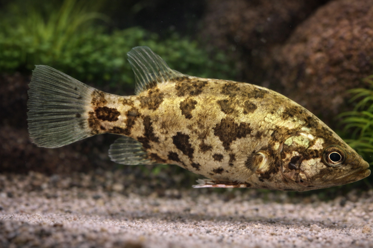 Nandus Indian Leaf Fish