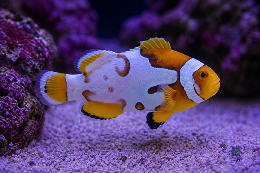Nebula Picasso Clownfish