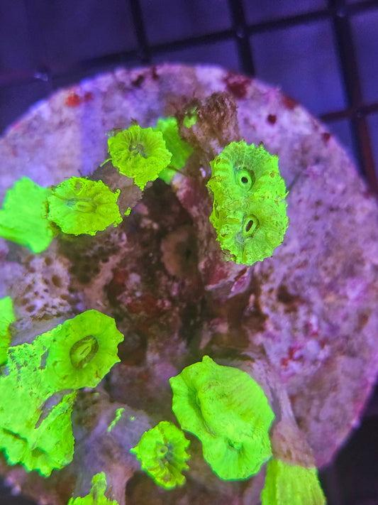 Green Trumpet Snail