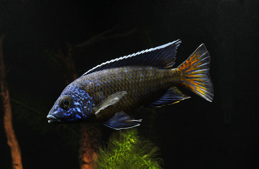 Ngara Flametail Male Show Cichlid