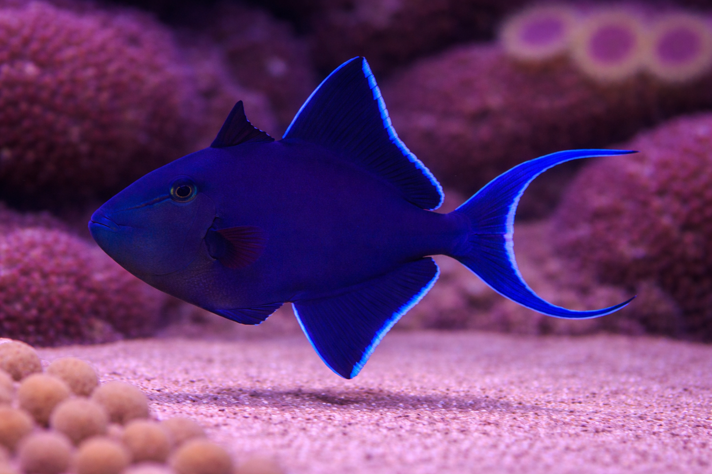 Niger Triggerfish