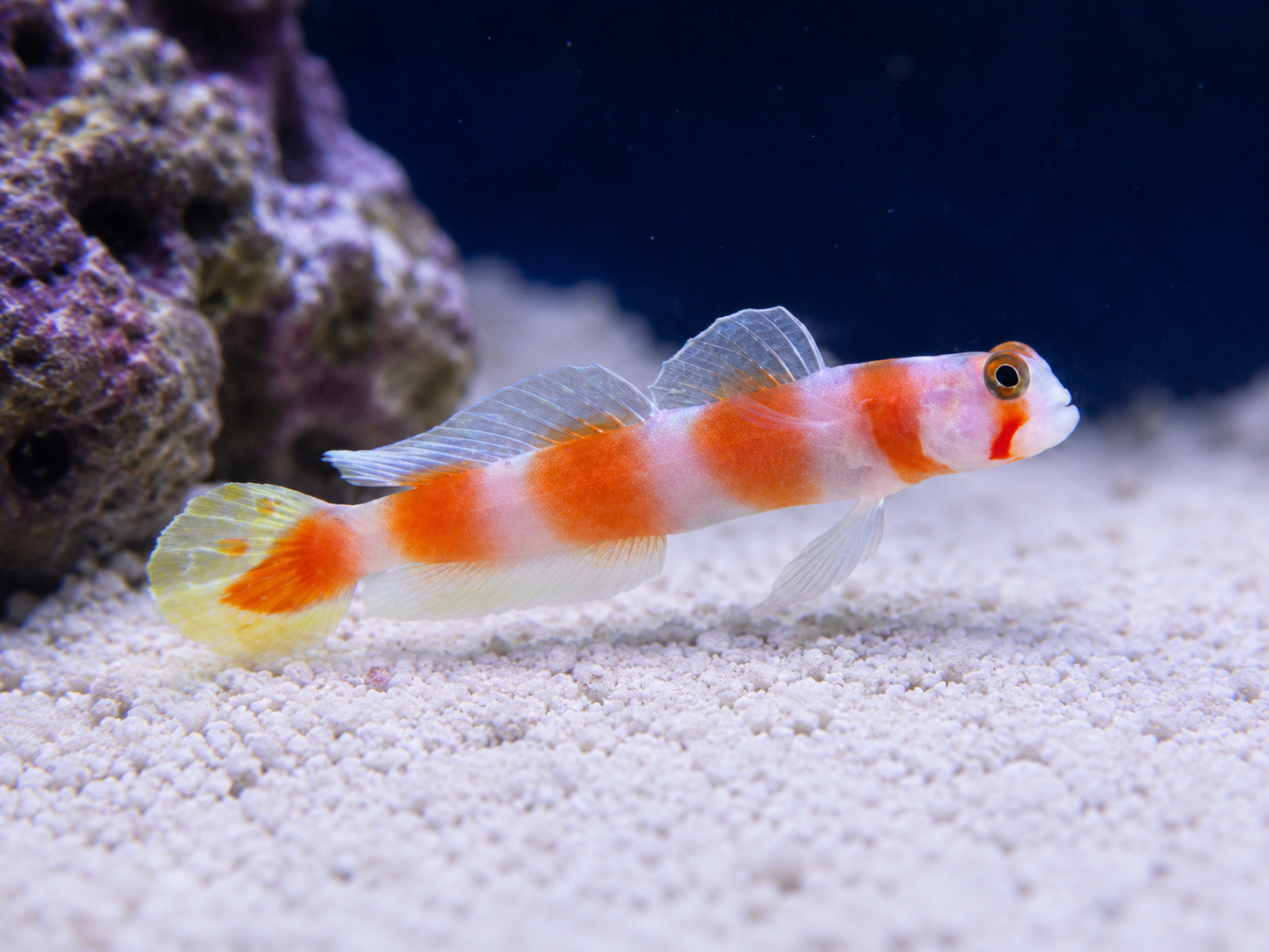 Orange Banded Prawn Goby