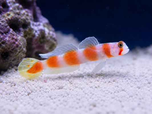 Orange Banded Prawn Goby
