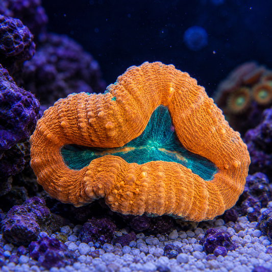 Orange Branching Lobophyllia Coral