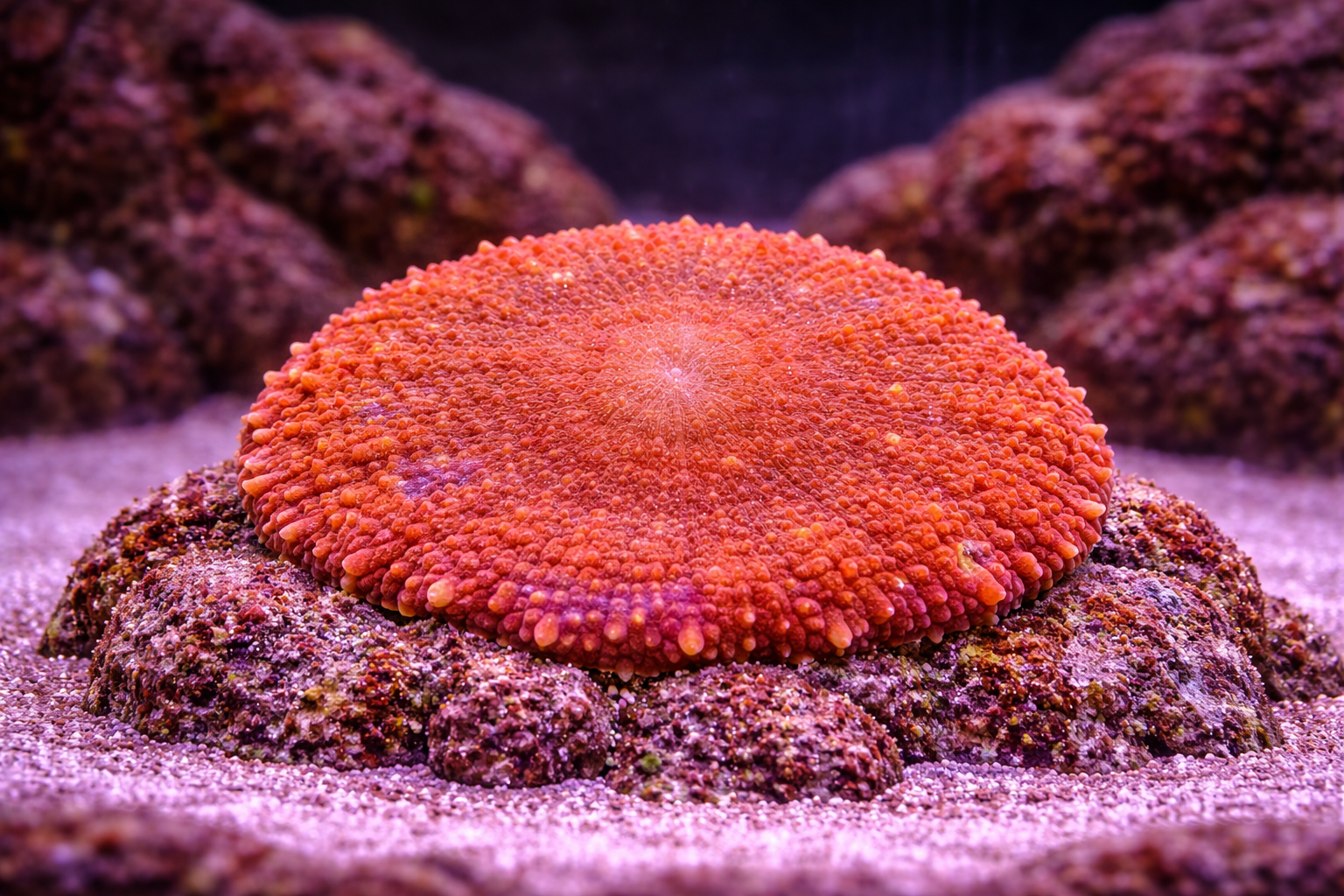 Orange Bullseye Mushroom