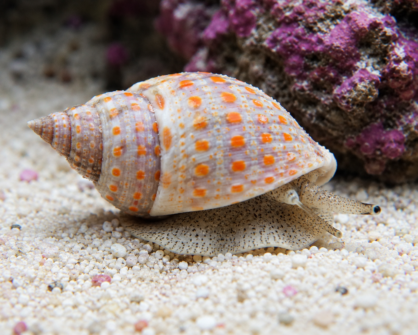 Shell with orange dots on a sandy surface with coral in the background