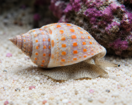 Shell with orange dots on a sandy surface with coral in the background