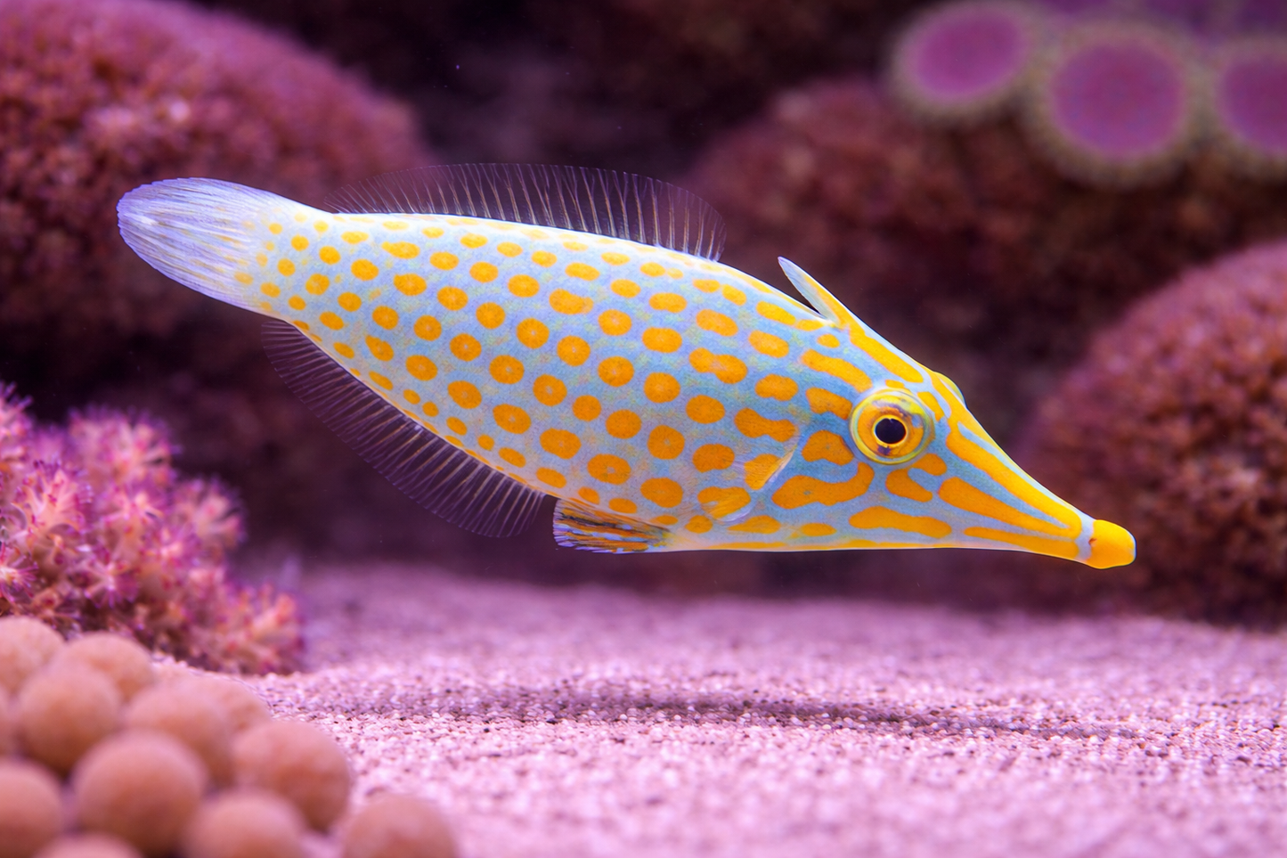 Orange Spotted Filefish