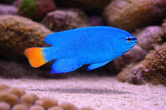 Orange Tail Damselfish