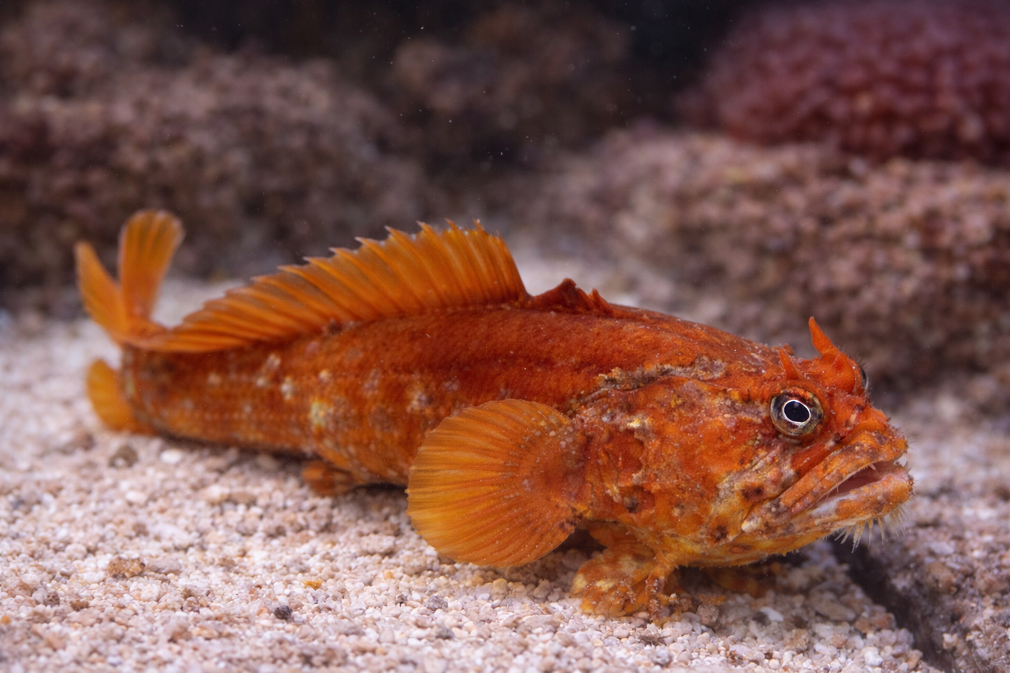 Orange fish on a sandy bottom with a blurred brown background
