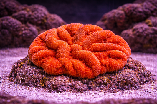 Orange/Yellow Symphyllia Coral