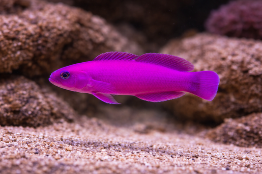 Purple fish swimming in an aquarium with brown coral