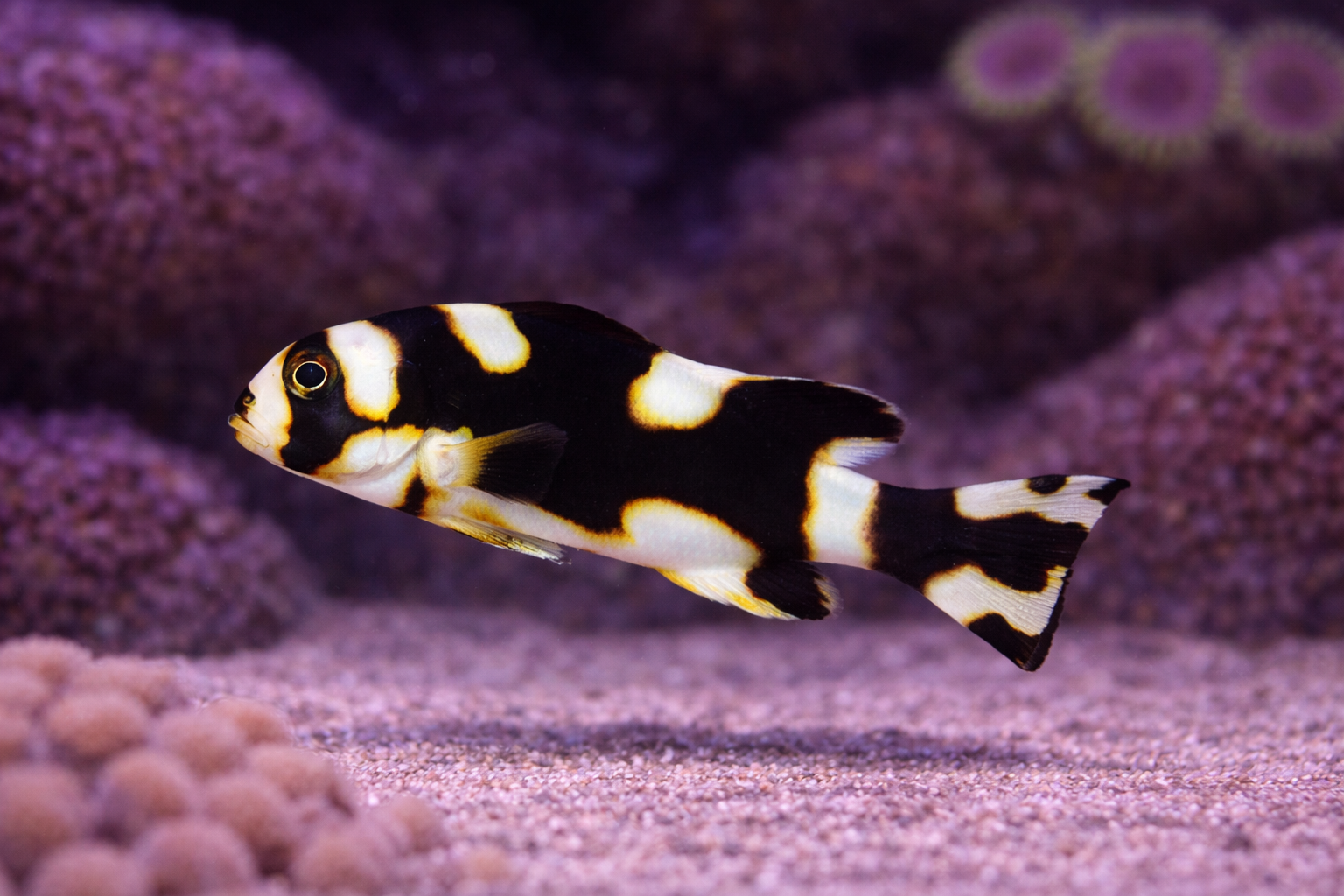 Oriental Sweetlips