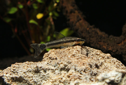 Otocinclus Catfish